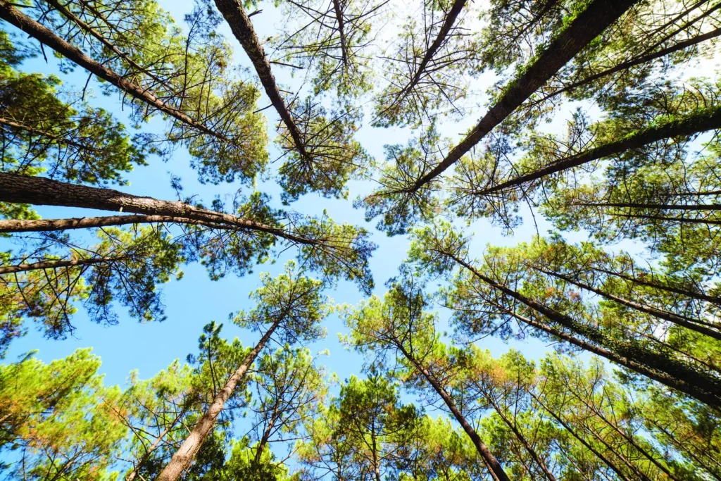cazaillon-foret-pins-landes Charpente bois traditionnelle apparente dans une maison aménagée dans les Landes